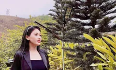Hoà bình